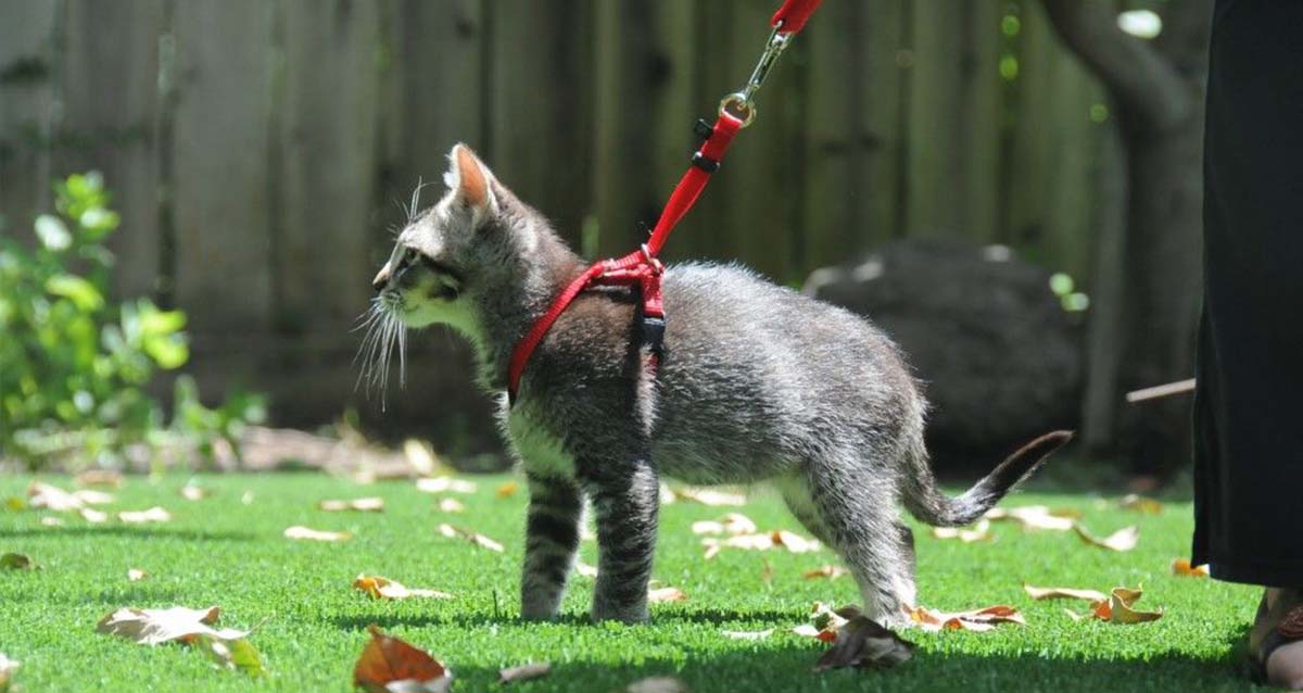 CatLand pet accessories